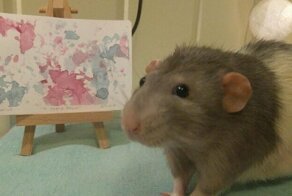 If You Haven’t Smiled Today, Meet Darius, The Rat Who Was Taught To Paint