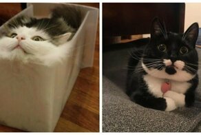 21 Reasons Cats Are The Most Superior Beings On The Planet