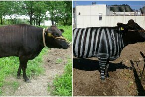 Scientists Are Amazed After Painting Cows In Zebra Stripes – They Get Bitten 50% Less Than Usual