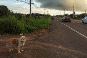 Dog Waits 4 Years In The Same Spot Near The Road, Finally Gets Reunited With His Family