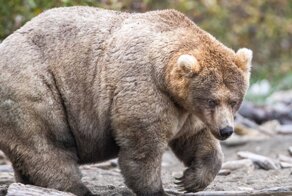 This National Park In America Has A Fattest Bear Competition And Here Are Its Top 8 Chonky Fluffs