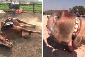 Horse Pretends To Be Dead To Avoid Being Ridden