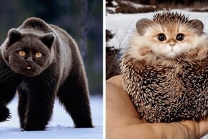 Someone Imagines What Everything Would Look Like If It Had A Cat’s Face And The Result Is Funny Yet