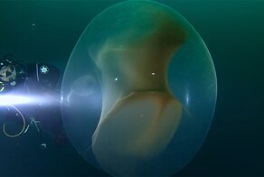 Two Divers Went To Check Out a wwii Ship Wreck, Stumbled Upon a Huge Squid Egg Sac Instead