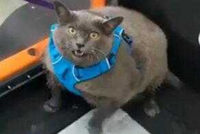 The Internet Fell In Love With This Chonky Cat That Refuses To Exercise