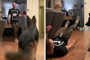 Goldie And German Shepherd In Panic After Owner ‘Collapses’, Have A Conversation On What To Do Next