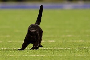 This Cat Interrupted A Monday Night Football Match And Made End Zone Run