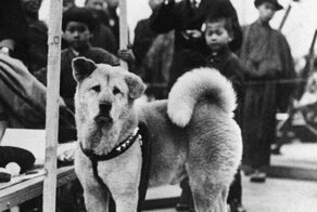 Rare Photos of Hachiko, the World's Most Loyal Dog