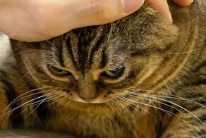 This Chunky Cat Named Manggo Will Steal Your Heart With Her Hilarious Expressions