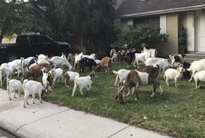 Peaceful Neighborhood In Idaho Gets ‘Invaded’ By 100 Goats