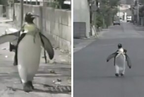 This Rescued King Penguin Loved Going To The Fish Market So Much