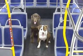 This Bus Driver Notices 2 Lost Dogs On The Roadside, Helps Them Make It Home For The Holidays