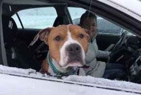 Stolen Pit Bull Found 2,000 Miles Away Returns Home For Christmas With The Help Of 15 Volunteers