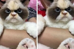 Meet The New Grumpy Cat That Looks Even Angrier Than Her Late Predecessor