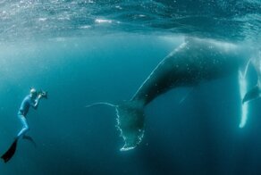 Our 13 Pics Of Humpback Whales Playing With Us, Humans