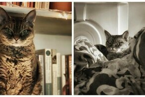 Woman Adopts A Cat That Looks Like She’s Ready To Kill You