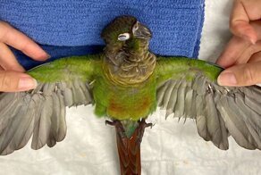 Vet Gives Parrot New Wings After Someone Severely Trimmed Them To Stop It From Flying Away