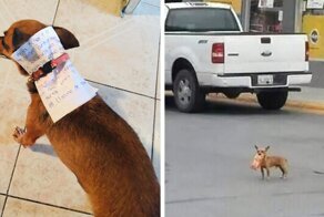 This Quarantined Guy Sends His Dog On A Mission To Buy Cheetos And He Delivers