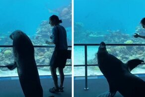 This Sea World Shares The Adventures Of A Sea Lion Who Gets To Visit Other Animals At The Oceanarium