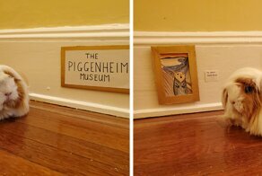 I’ve Made A Fine Art Museum For My Guinea Pig, And She Seems To Have Enjoyed It