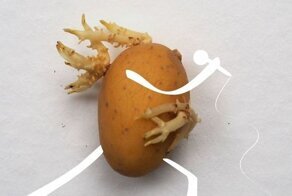 Иллюстратор на карантине подружился с проросшей картошкой