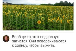 Комменты и диалоги из соцсетей: новая порция юмора и интересных наблюдений