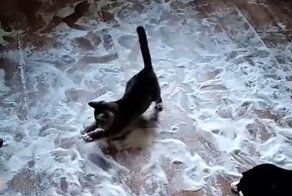 Коты рассыпали сахар и устроили вечеринку