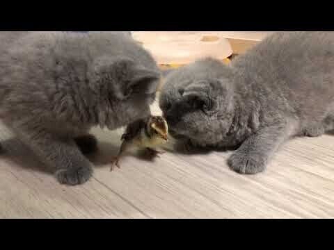 Котенок И Цыпленок Фото