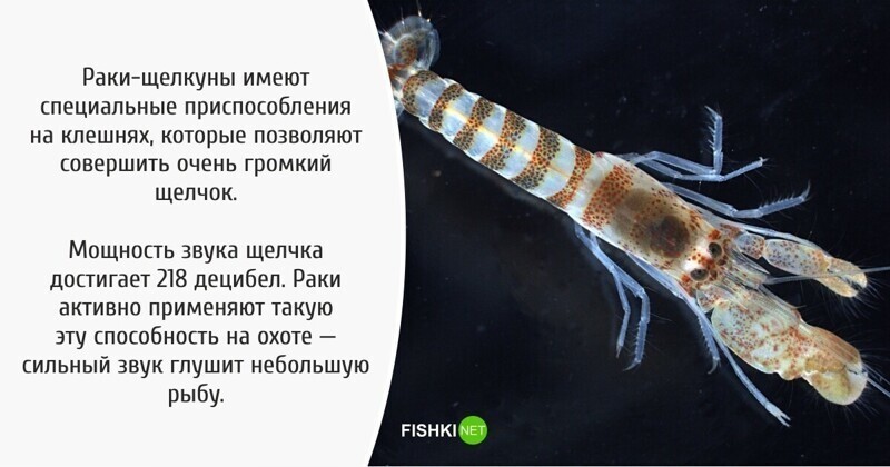 : fishki.net