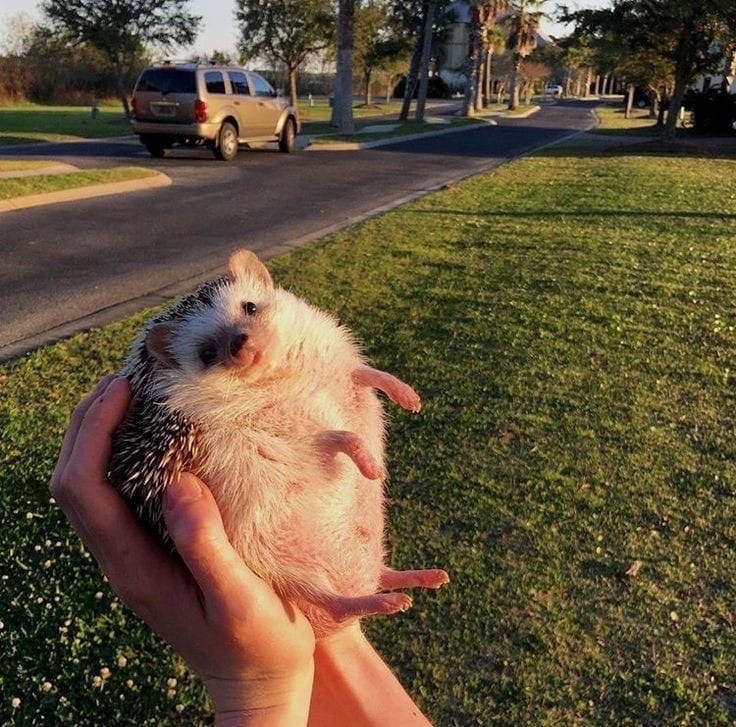 Фишкина солянка Фишкина солянка