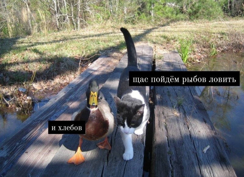 Фишкина солянка Фишкина солянка