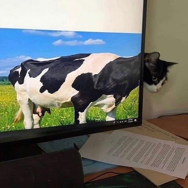 Фишкина солянка Фишкина солянка