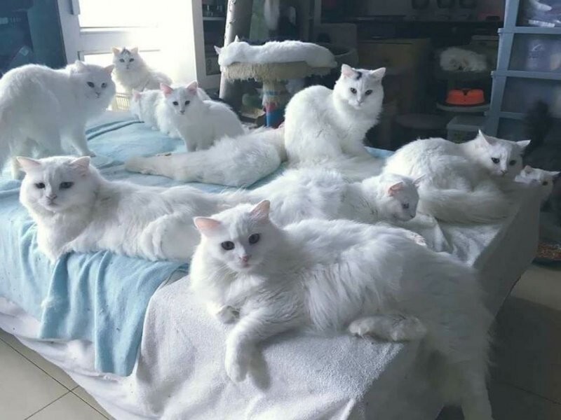Фишкина солянка Фишкина солянка