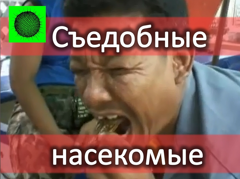 Съедобные насекомые в Таиланде Съедобные насекомые в Таиланде