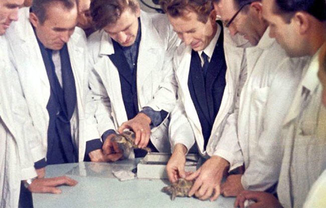 7. В 1968 году паре советских черепах впервые удалось побывать в глубоком космосе