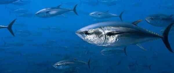 Южный голубой тунец