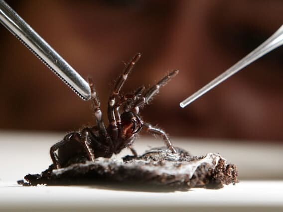Ученые доят пауков, чтобы получить яд