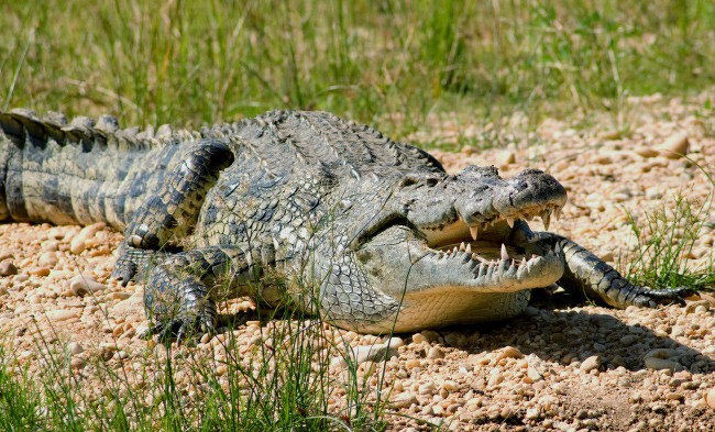 7 Нильский крокодил Длина 5,5 метра