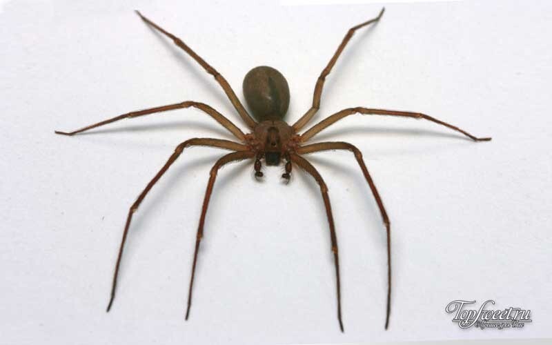 3.Коричневый паук–отшельник