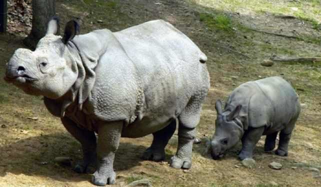 7  Редкие и исчезающие животные: Суматранский носорог (Dicerorhinus sumatrensis)