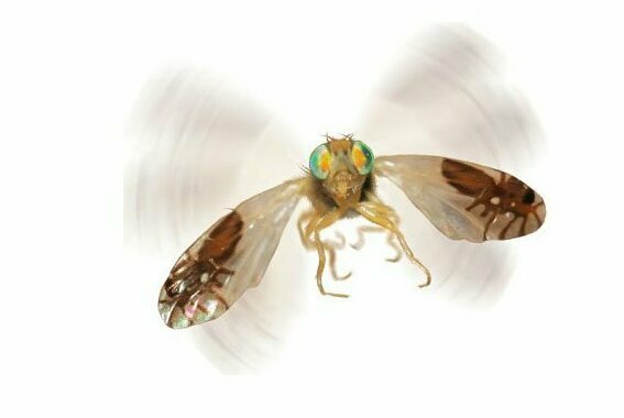 6. Мушка Goniurellia tridens отпугивает врагов нарисованными на крыльях муравьями