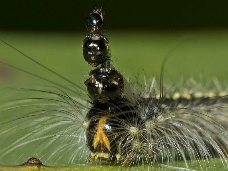 2. Гусеница мотылька Uraba lugens носит на себе головы, из которых выросла