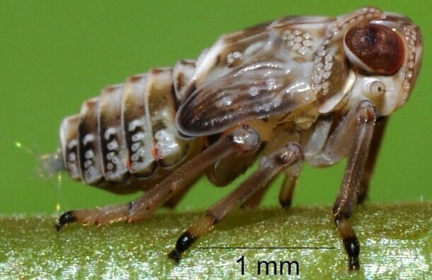 9. Букашка Issus coleoptratus имеет зубчатую передачу на лапках