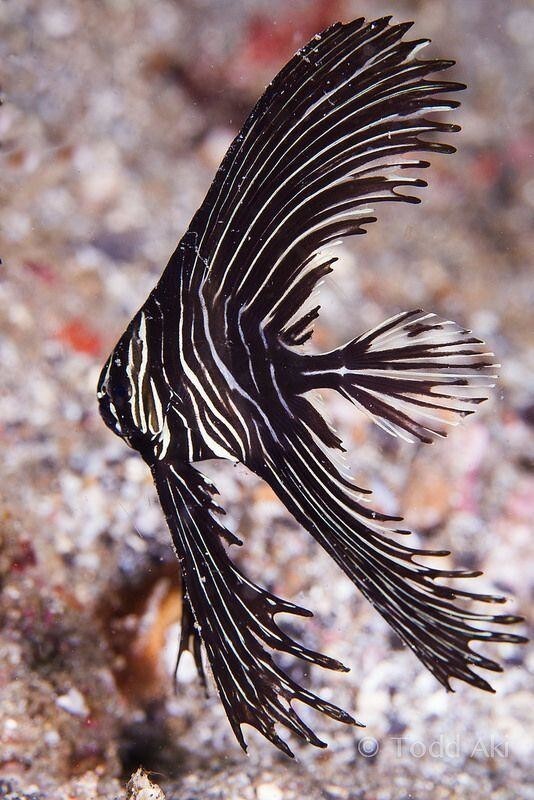 20 самых впечатляющих экзотических рыбок с поразительной внешностью