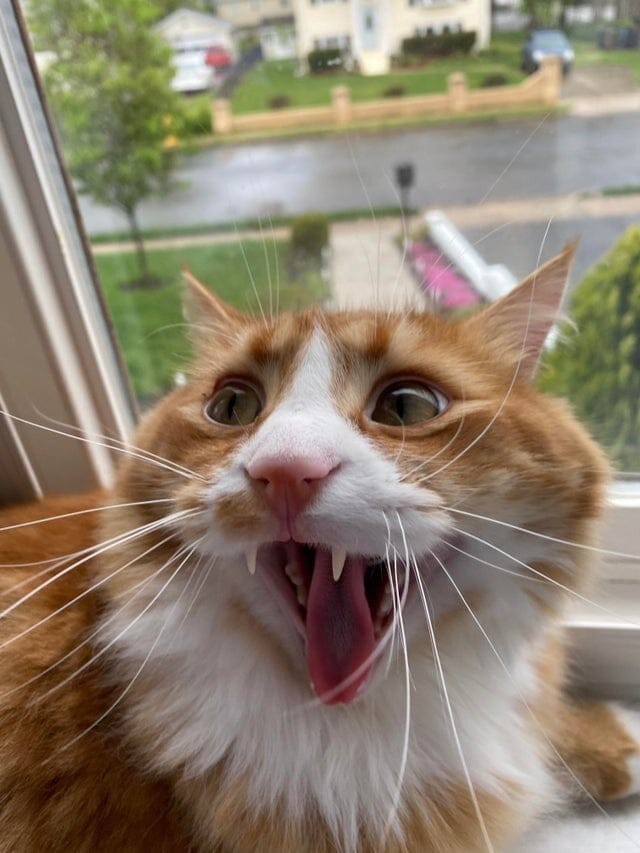 18 случаев, когда коты показали свои острые зубки и вызвали у людей неподдельное умиление