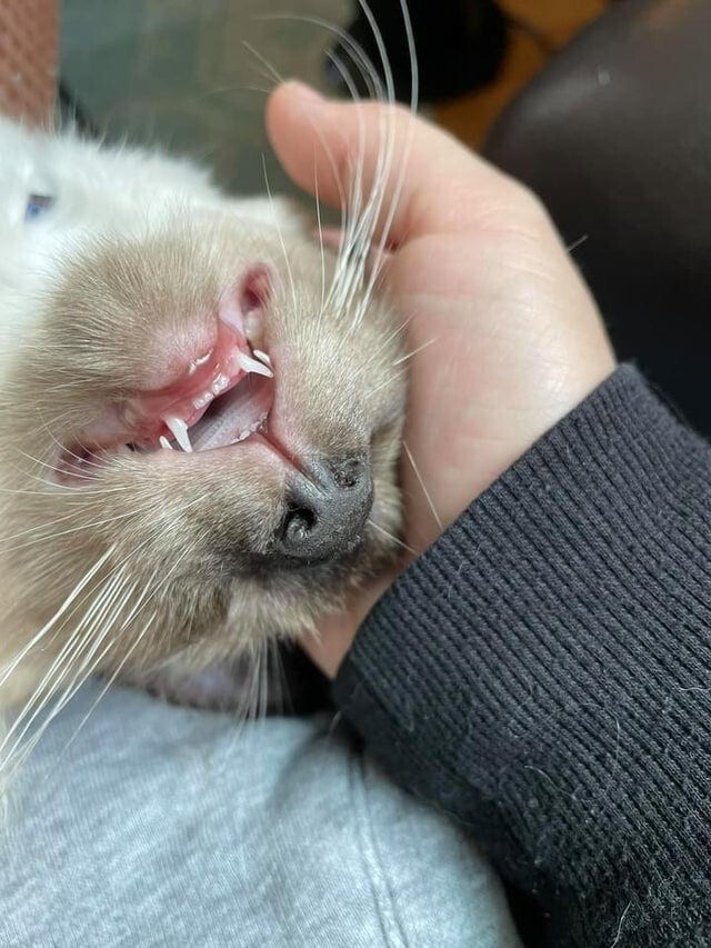 18 случаев, когда коты показали свои острые зубки и вызвали у людей неподдельное умиление