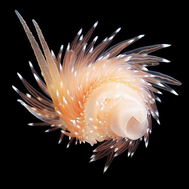 Морской слизень Coryphella polaris