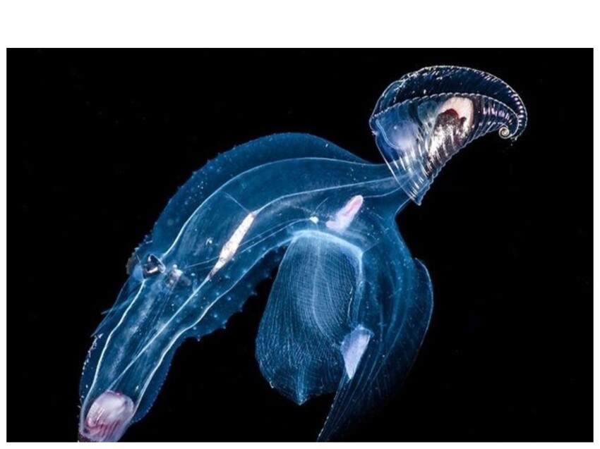 И да, это тоже медуза