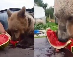 Медведи тоже любят арбузы Медведи тоже любят арбузы