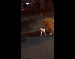 Не в мою смену: добродушный пес предотвратил кошачью драку Не в мою смену: добродушный пес предотвратил кошачью драку